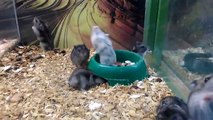 Un hamster fait des saltos arrières