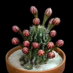 VID-20151026-WA0000.mp4