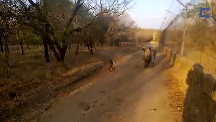 Baby Rhino Thinks It Is A Lamb