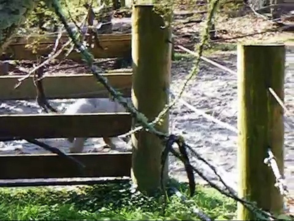 Baby rhino having fun at two weeks old
