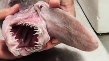 Tiburón goblin, un alien de las profundidades