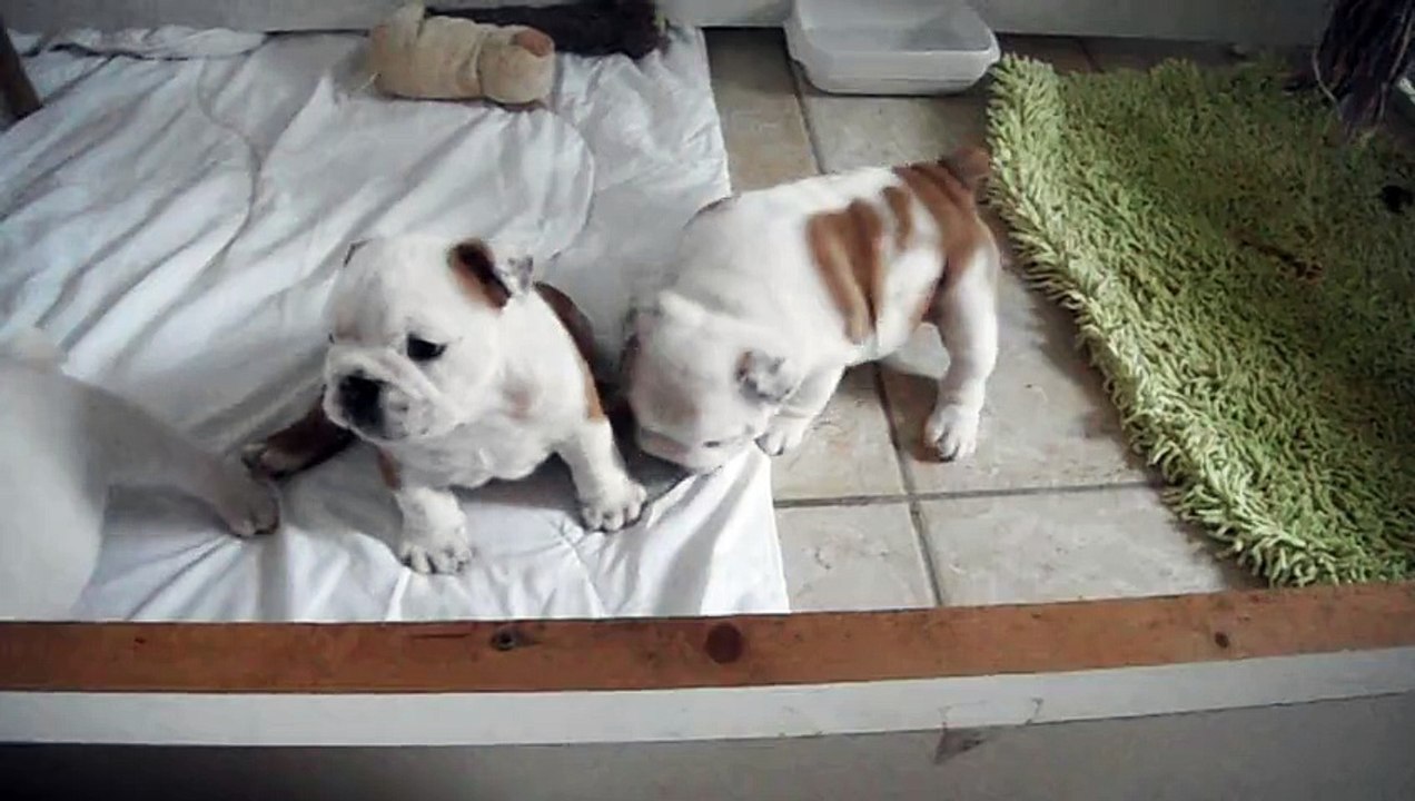 chiot bouledogue anglais