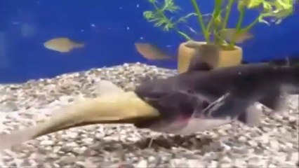 FISH EATING FISH