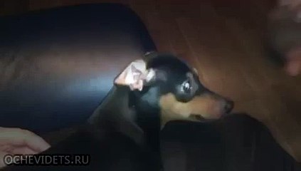 Собака травит немного!