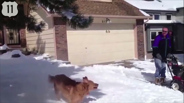 ТОП 11- СОБАКИ и СНЕГ СОБАКИ на ЛЬДУ НОВОГОДНИЕ ПРИКОЛЫ 2015