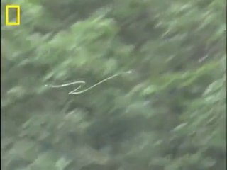 Incredible Flying Snake