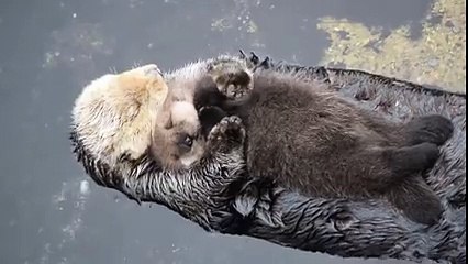 Une loutre de mer caline son bébé