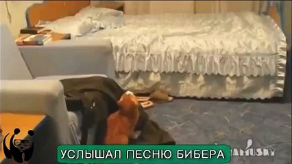 Улётные приколы и ржачное видео. Кот! СМОТРЕТЬ ВСЕМ