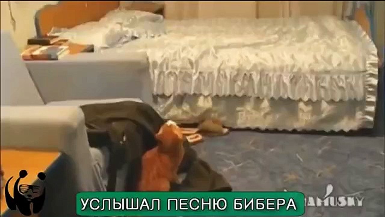 Улётные приколы и ржачное видео. Кот! СМОТРЕТЬ ВСЕМ
