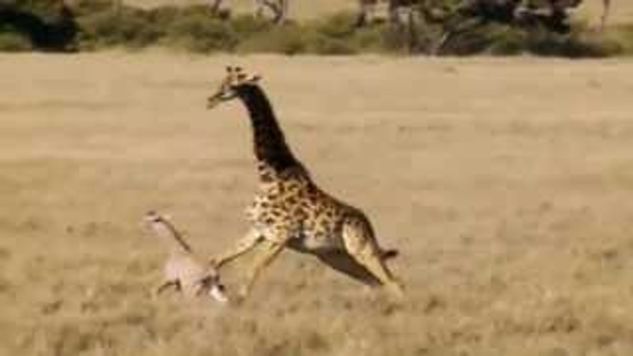 Lion vs giraffe 23
