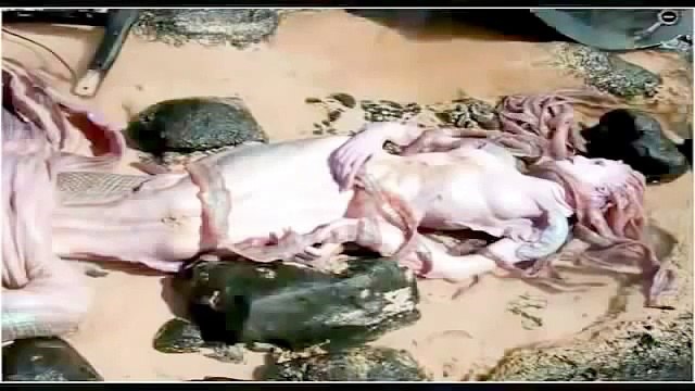 Удивительное существо выбросило на берег