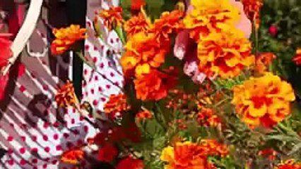 Alia Pashto new songs 2015