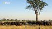 BBC Documentary 2015 Wild Botswana Lion Brotherhood HD Documentary