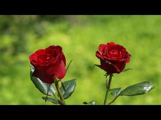 Hindi Holly Week Songs Non Stop | Fr.Francis Matathil