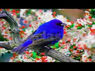 Hindi Holly Week Song | Fr.Francis Matathil