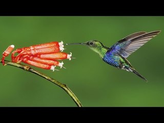 Hindi Holly Week Song | Fr.Francis Matathil