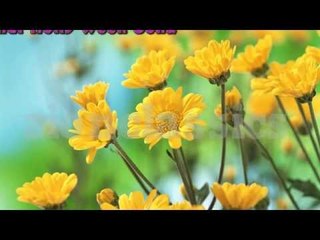 Hindi Holly Week Song | Fr.Francis Matathil