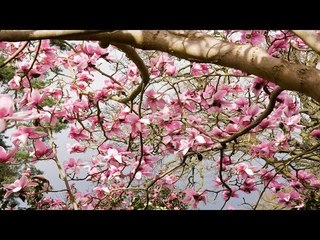 Hindi Holly Week Songs Non Stop | Fr.Francis Matathil