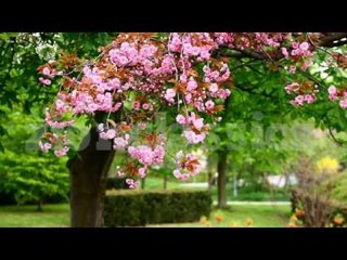 Hindi Holly Week Song | Fr.Francis Matathil