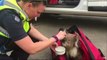 Distressed koala saved by Australian officials fighting bushfires