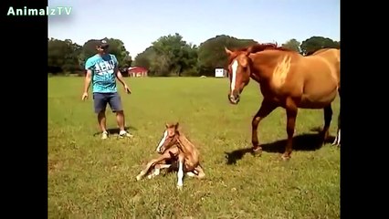 Cute Baby Animals Standing for the First Time and Taking First Steps Compilation  [HD VIDEO]