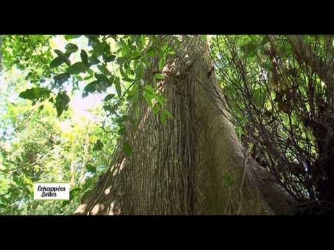 Costa Rica : «Pura Vida !» - Echappées belles