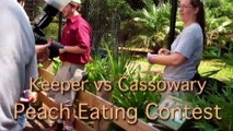 Cassowary vs Zookeeper Peach Eating Contest