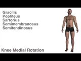 Knee Actions w/ Muscles - Kinesiology Quiz