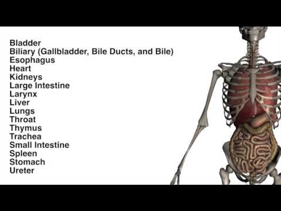 Organs and More Chart - Quiz