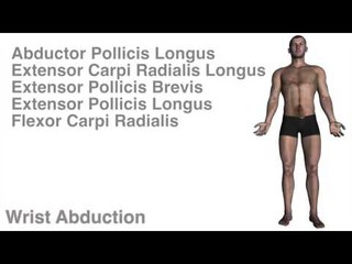 Wrist Actions w/ Muscles - Kinesiology Quiz