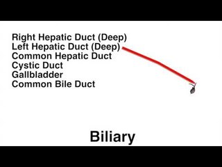 Gallbladder Chart - Quiz
