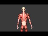 Iliacus Pectineus  Psoas Quadratus Lumborum - Origins, Insertions & Actions - Kinesiology Quiz