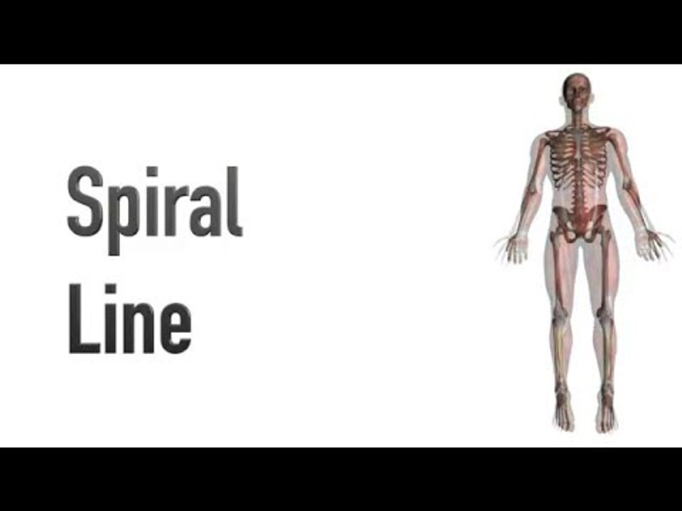 Spiral Line - Myofascial Meridians - Kinesiology Quiz