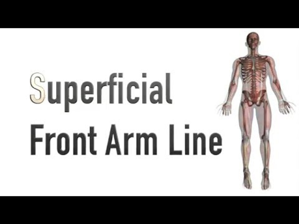 Superficial Front Arm Line - Myofascial Meridians - Kinesiology Quiz