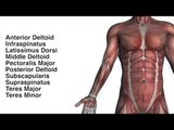 Shoulder & Chest Muscle Groups - Kinesiology Quiz