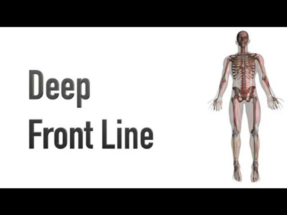 Deep Front Line - Myofascial Meridians - Kinesiology Quiz