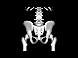 Bone Locations: Vertebrae - Kinesiology Quiz