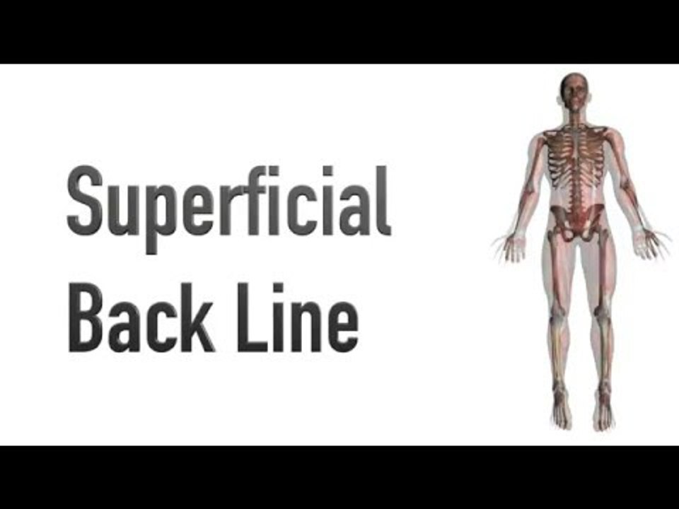 Superficial Back Line - Myofascial Meridians - Kinesiology Quiz