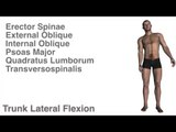 Trunk Actions w/ Muscles - Kinesiology Quiz