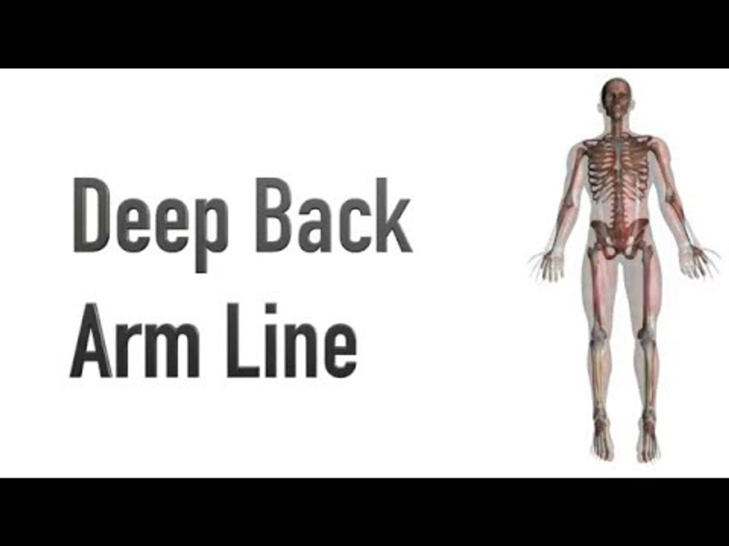 Deep Back Arm Line - Myofascial Meridians - Kinesiology Quiz