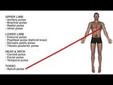 Pulse Locations On the Body Chart - Quiz