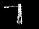 Bone Locations: Foot - Kinesiology Quiz