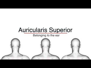 Muscle Meanings A-D - Kinesiology Quiz