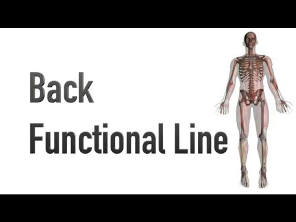 Back Functional Line - Myofascial Meridians - Kinesiology Quiz