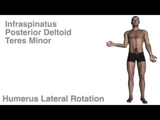 Humerus Actions w/ Muscles - Kinesiology Quiz