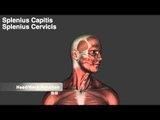 Posterior Neck Muscles - Origins, Insertions & Actions - Kinesiology Quiz