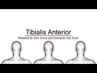 Muscle Meanings T-Z - Kinesiology Quiz