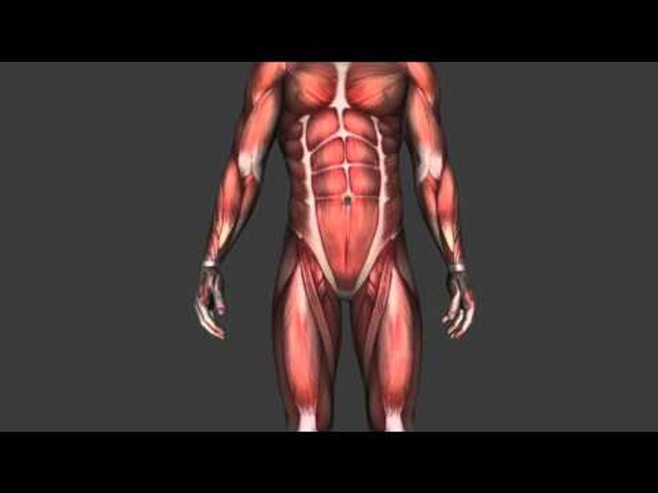 Trunk and Pelvis Actions - Only Actions - Kines...