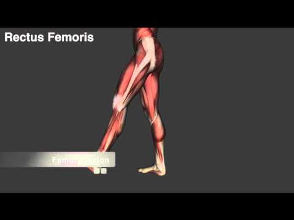 Quadriceps Femoris Muscles - Origins, Insertions & Actions - Kinesiology Quiz