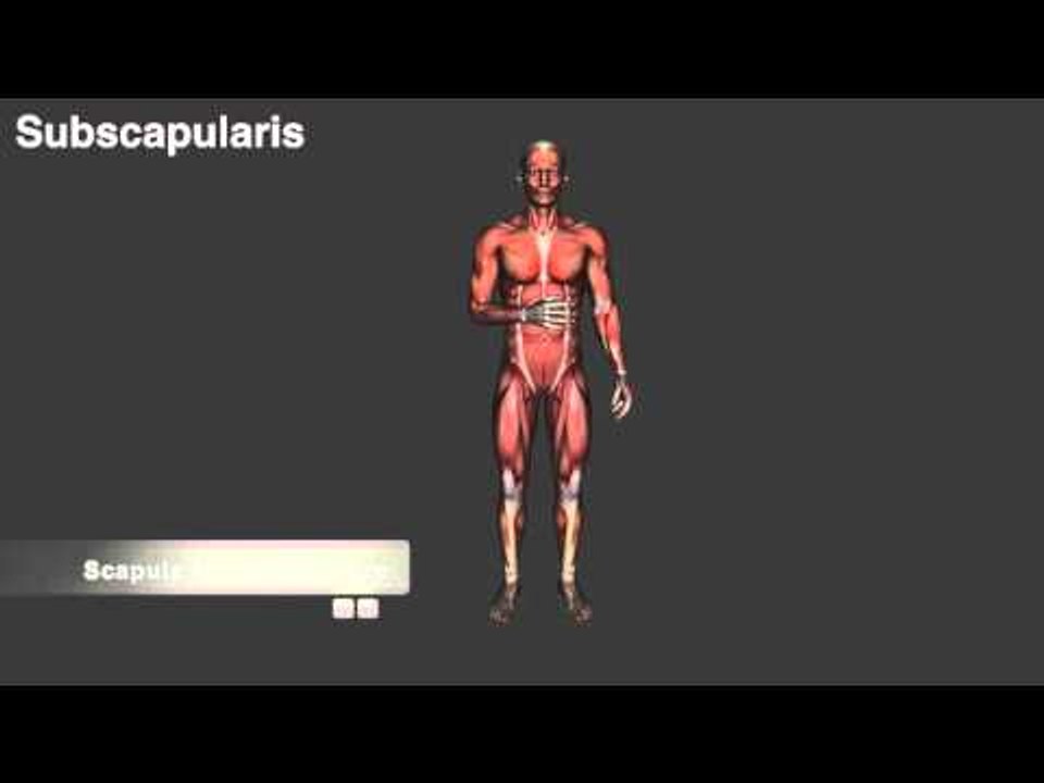 SITS Muscles - Origins, Insertions & Actions - Kinesiology Quiz